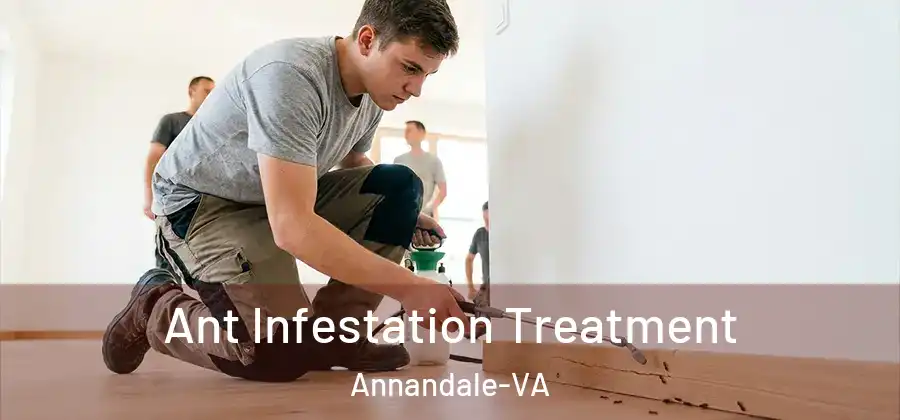 Ant Infestation Treatment Annandale-VA