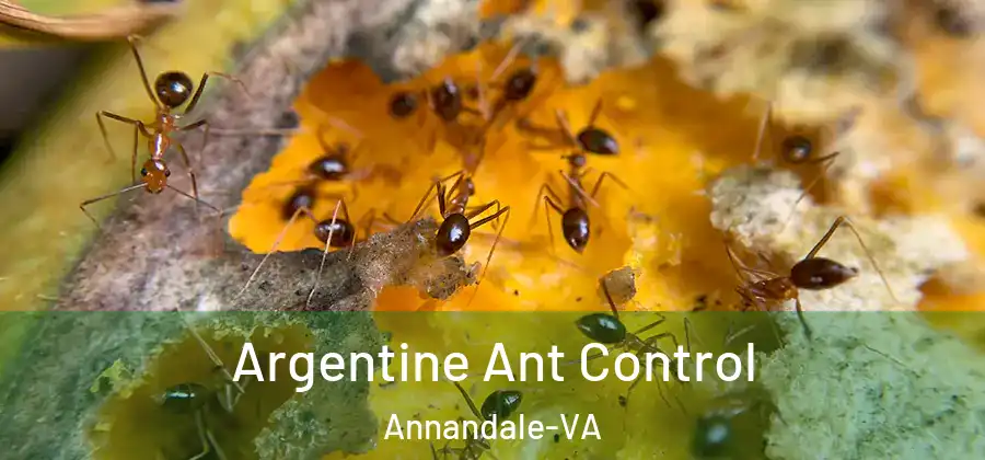 Argentine Ant Control Annandale-VA