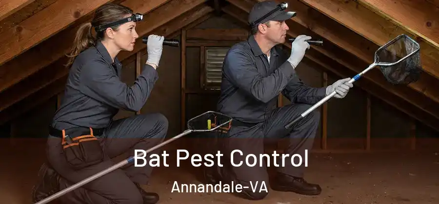 Bat Pest Control Annandale-VA
