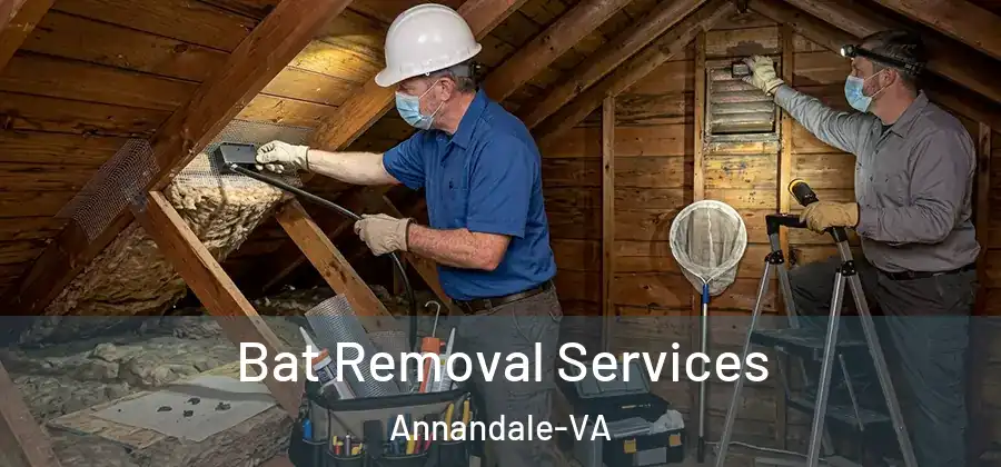 Bat Removal Services Annandale-VA