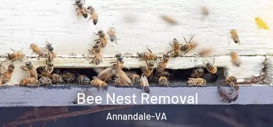 Bee Nest Removal Annandale-VA