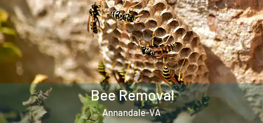 Bee Removal Annandale-VA