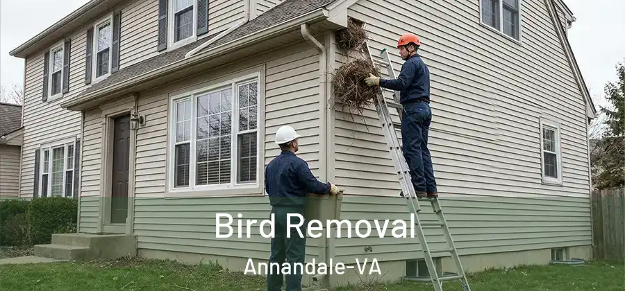 Bird Removal Annandale-VA