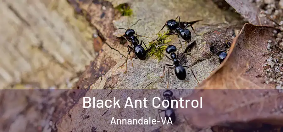 Black Ant Control Annandale-VA