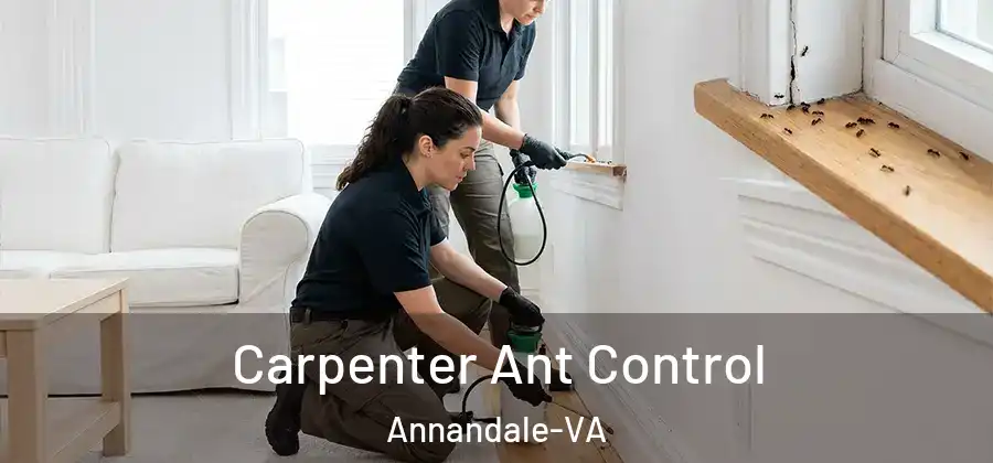 Carpenter Ant Control Annandale-VA