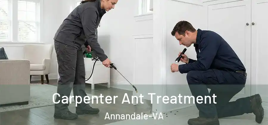 Carpenter Ant Treatment Annandale-VA