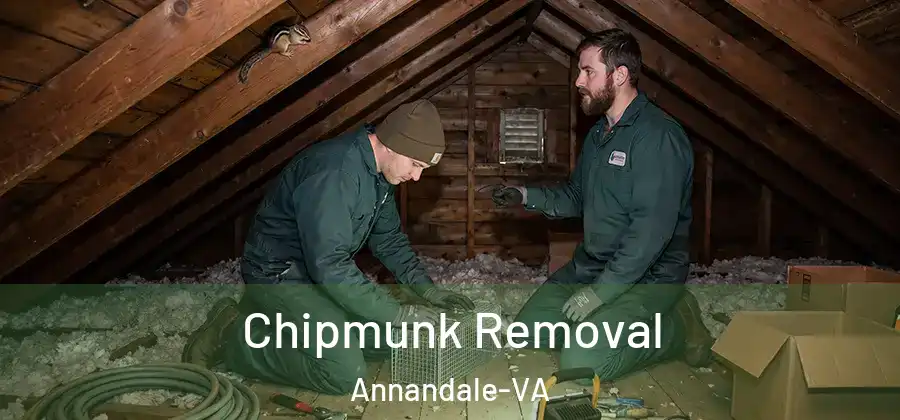 Chipmunk Removal Annandale-VA