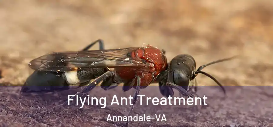 Flying Ant Treatment Annandale-VA