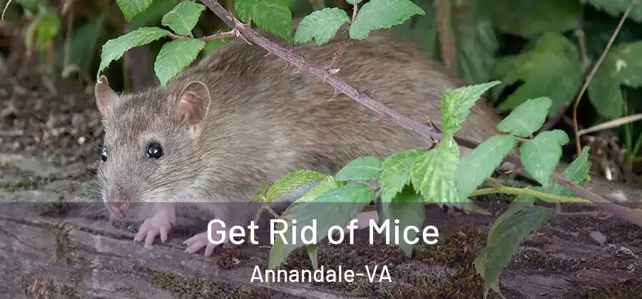 Get Rid of Mice Annandale-VA