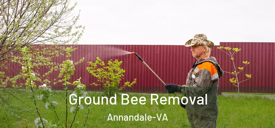  Ground Bee Removal Annandale-VA