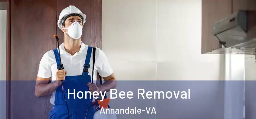 Honey Bee Removal Annandale-VA