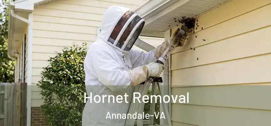 Hornet Removal Annandale-VA