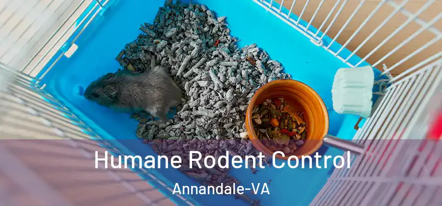 Humane Rodent Control Annandale-VA