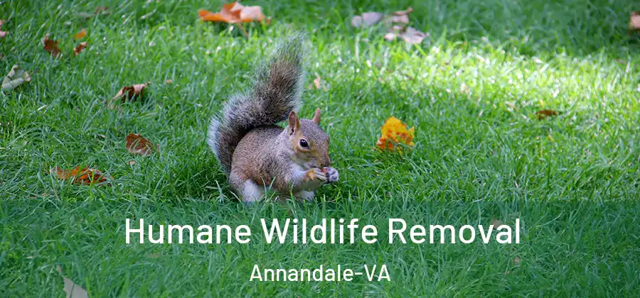 Humane Wildlife Removal Annandale-VA