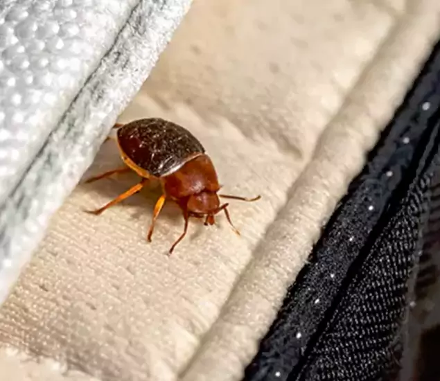 Trusted Bed Bug Prevention Specialists in Annandale, VA
