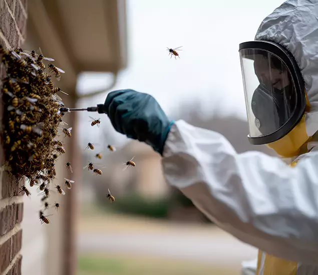 Your Bee Removal Company in Annandale, VA