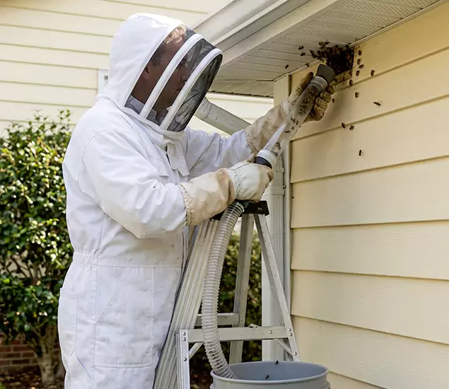 Your Affordable Bee Removal Company in Annandale, VA