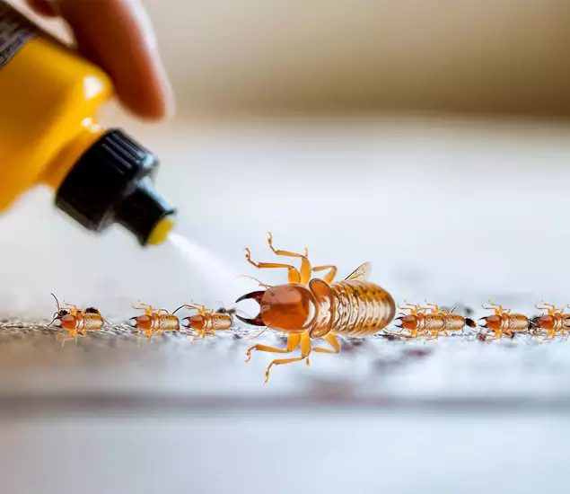 Reliable Bora Care Termite Experts in Annandale, VA