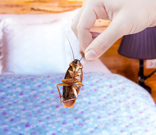 Expert Roach Control Services: Your Cockroach Pest Control in Annandale, VA