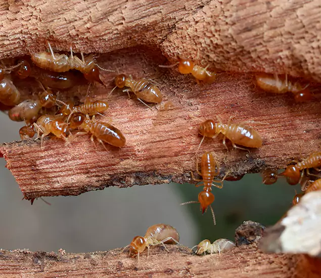 About Our Drywood Termite Treatment Experts in Annandale, VA