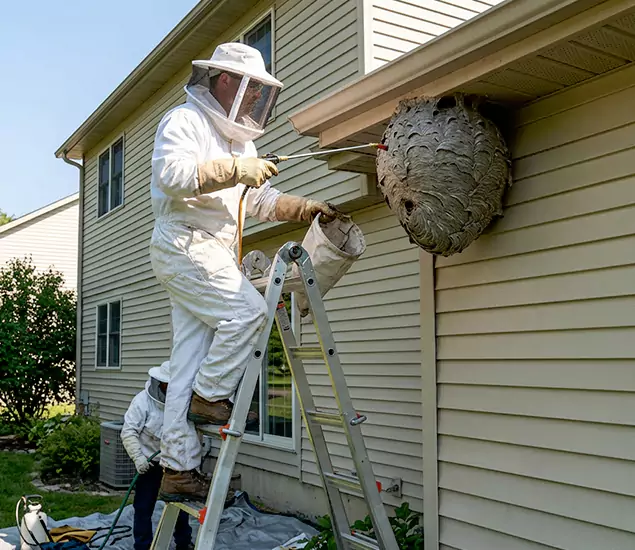 Expert Wasp Nest Removal: Your Local Wasp Nest Removal Company in Annandale, VA