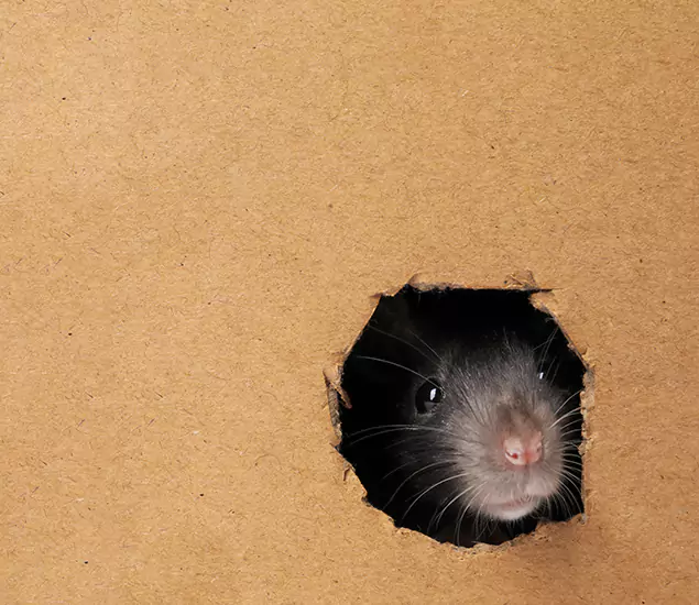 Rats in Attic Removal Experts in Annandale, VA