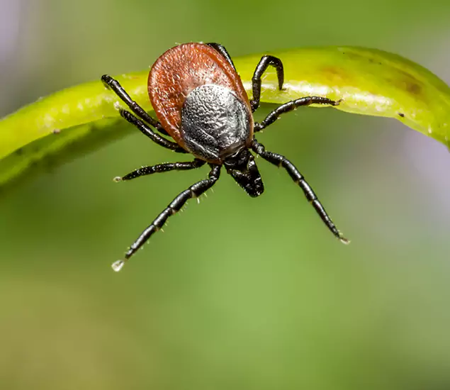 Your Trusted Tick Pest Control in Annandale, VA