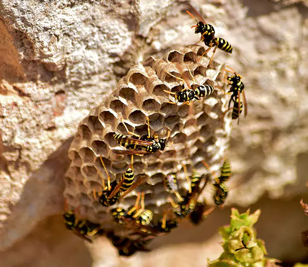 Your Best Wasp Removal Company in Annandale, VA