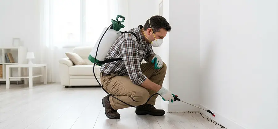 Seasonal Ant Infestation Control in Annandale