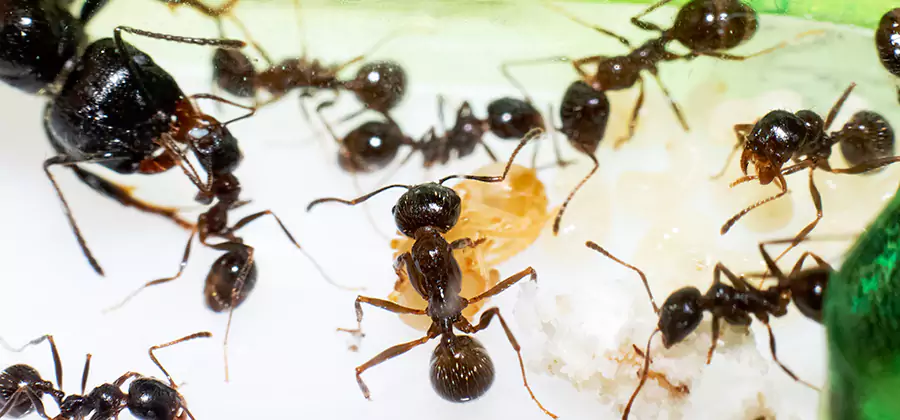 Argentine Ant Barrier Treatment in Annandale