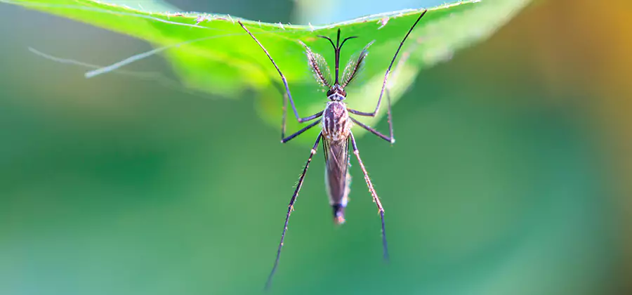 Natural Mosquito Spray for Yard in Annandale