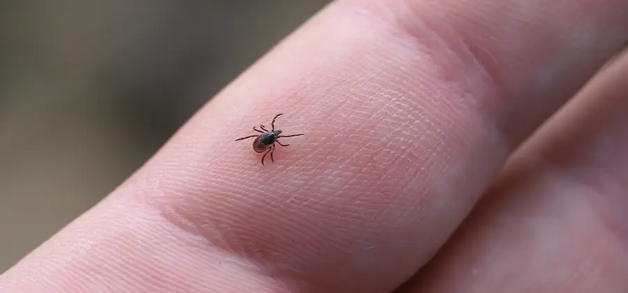 Infection Prevention for Bed Bug Bites in Annandale