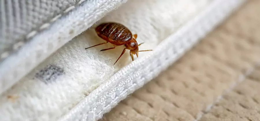 Tenting Bed Bug Fumigation in Annandale