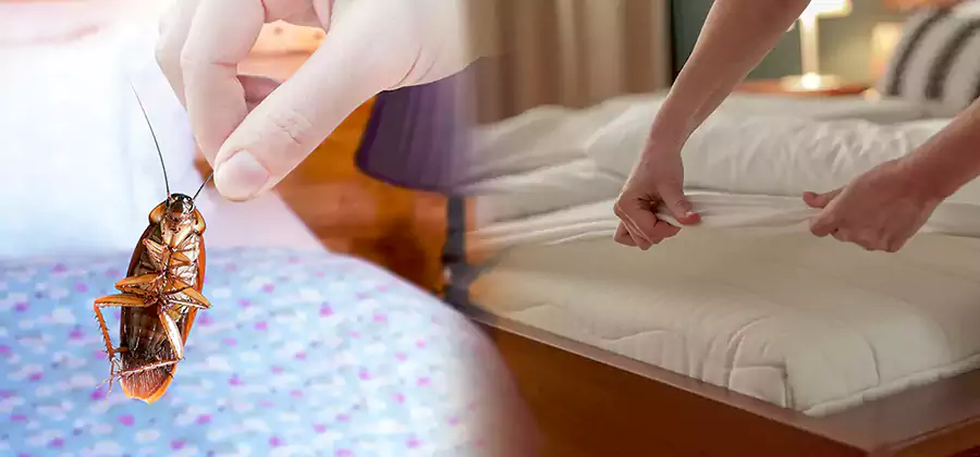 Bed Bug Home Extermination Service in Annandale