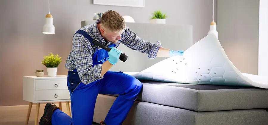 Residential Bed Bug Pest Control in Annandale