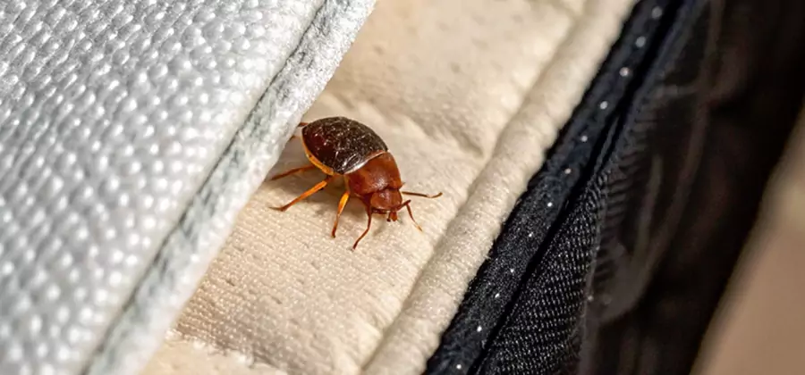 Commercial Bed Bug Control in Annandale