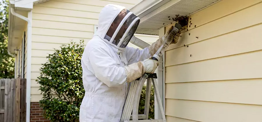 Ground Bee Removal in Annandale