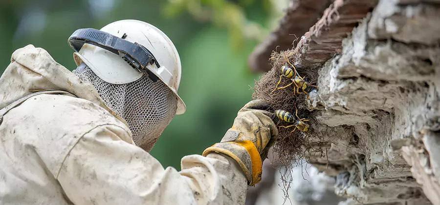 Bee and Wasp Hornet Removal in Annandale