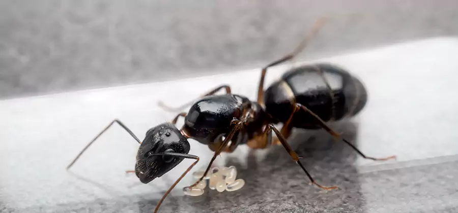 Black Ants in Kitchen Elimination in Annandale