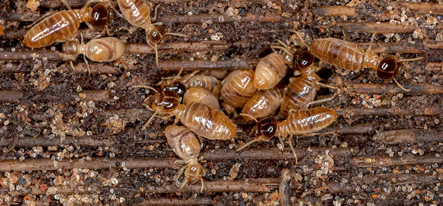 Bora Care Residential Termite Control in Annandale