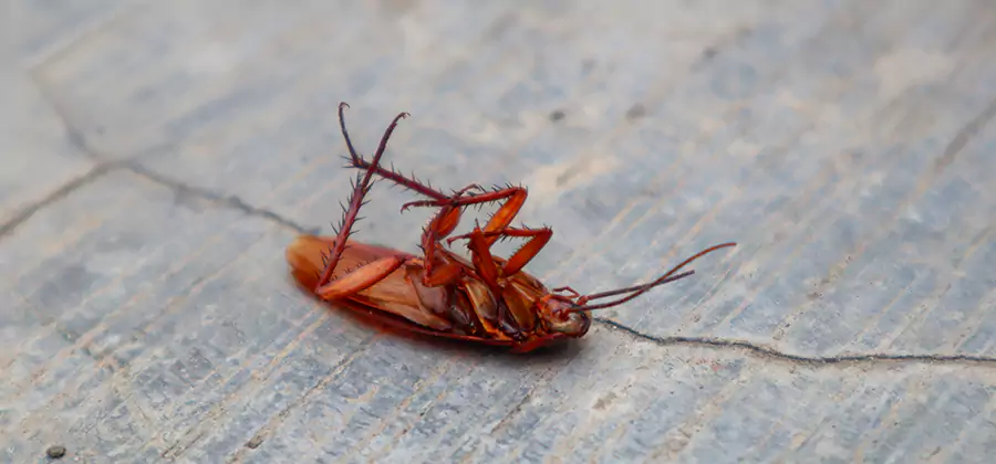 Cockroach Eradication for Commercial Properties in Annandale