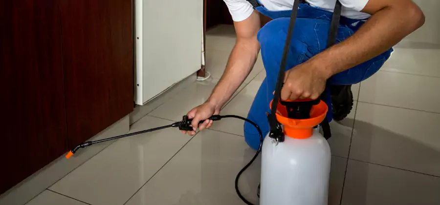 Palmetto Bug Exterminator in Annandale