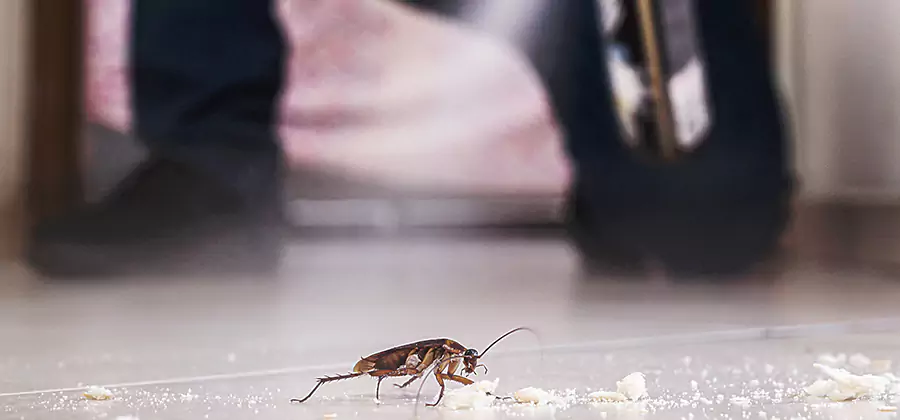 Roach House Treatment Annandale