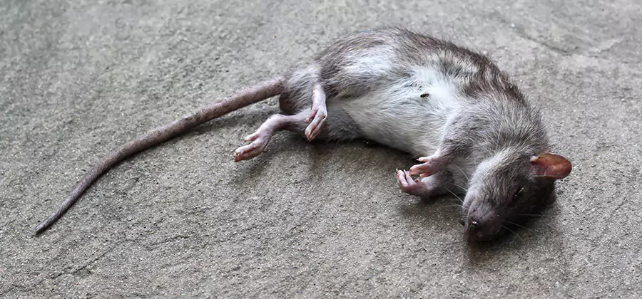 Dead Rat Disposal in Annandale