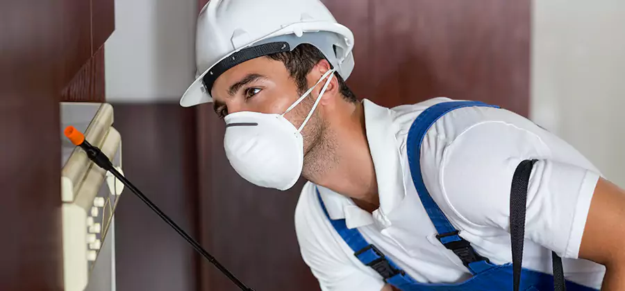 Injection Foam Treatment for Drywood Termites in Annandale