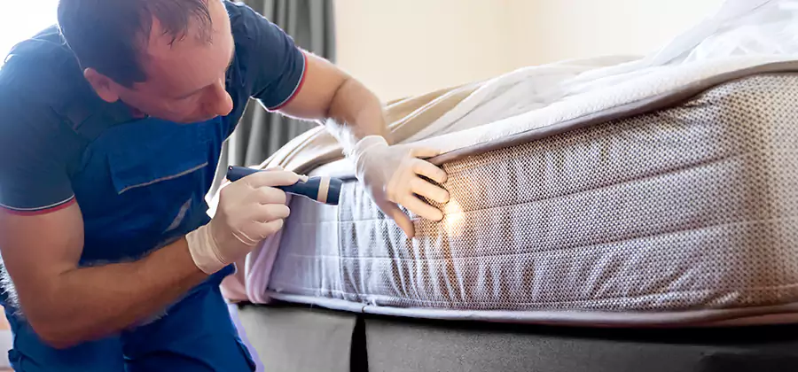 24 Hour Bed Bug Pest Control in Annandale