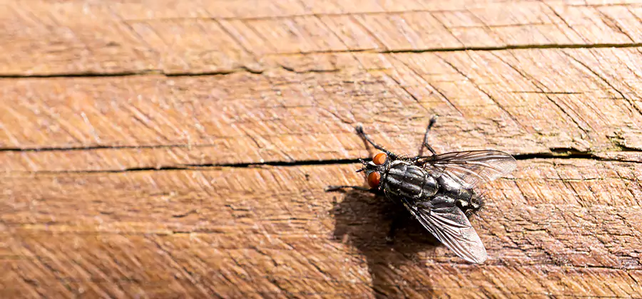 Flying Ant Barrier Treatment in Annandale