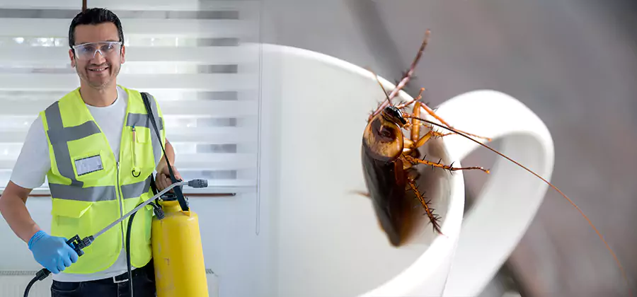 German Roach Infestation Treatment Annandale