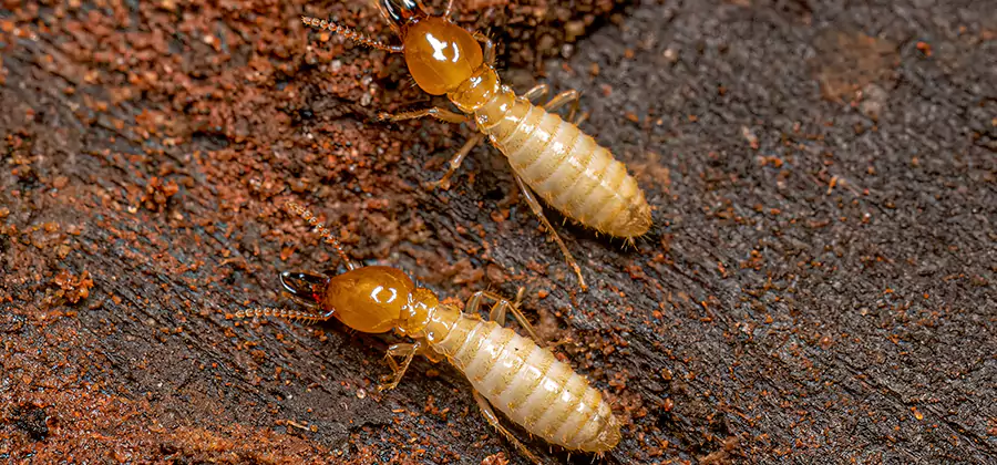 Structural Heat Termite Treatment in Annandale