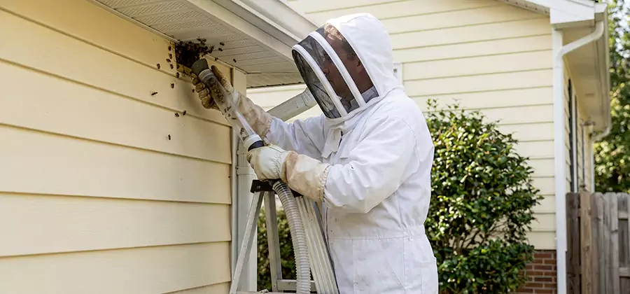 Wasp Nest in Wall Removal in Annandale